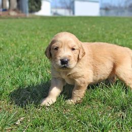 "Gabriel at 3 weeks old " Border Collie and Golden Retriever Puppies from Kreger's K9s
