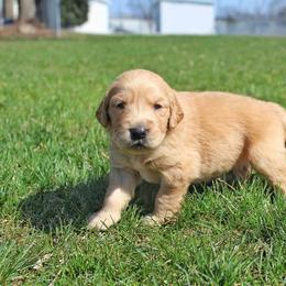 "Gabriel at 3 weeks old " Border Collie and Golden Retriever Puppies from Kreger's K9s
