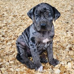 Boy 8 - Blue merle Catahoula Leopard Dog puppy in Kentucky from Bluegrass Catahoulas