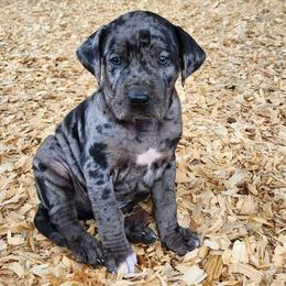 Boy 8 - Blue merle Catahoula Leopard Dog puppy in Kentucky from Bluegrass Catahoulas