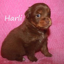 Harli - Red tri-color female Miniature American Shepherd puppy in Godley, Texas from Flying H Toy and Mini Aussies