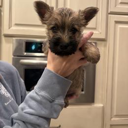 Cairn Terrier Puppies from Hoosier Cairn Terriers