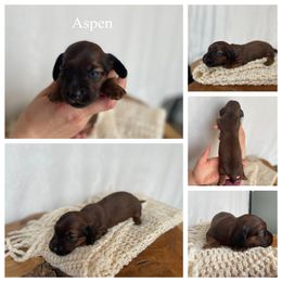 Dachshund Puppies from Woodland Doxies
