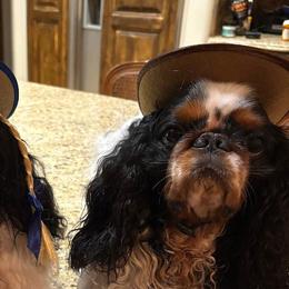 Cavalier King Charles Spaniels and English Toy Spaniels from Debra Dyjak