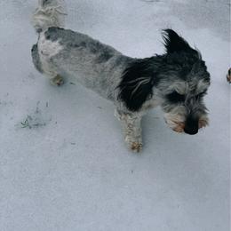Bentley - Dachshund