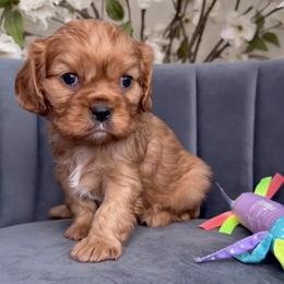 Poppy - Ruby female Cavalier King Charles Spaniel puppy in Yuciapa, California from AlltheDoodlez_