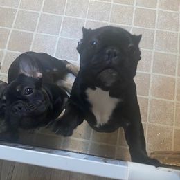 French Bulldog Puppies from 2 J’s Frenchies