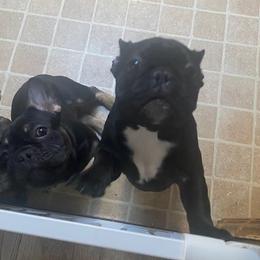 French Bulldog Puppies from 2 J’s Frenchies