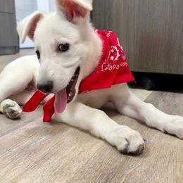 Sheena - White female German Shepherd puppy in Perkasie, Pennsylvania from Twila Ruth Herot