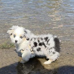 Companion Cross puppies from Splootin’ around Corgi’s