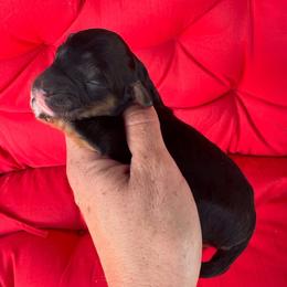 Eden - Black tri-color female Aussiedoodle puppy in Orland, California from Shockley’s Elite Doodles