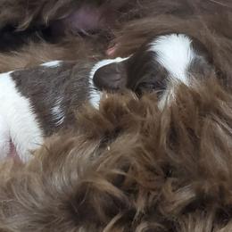 Aussiedoodle Puppies from Abbott Family Farm