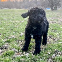 Pawn - Black female Bernedoodle puppy in Belleville, Michigan from Moose Tracks Bernedoodles