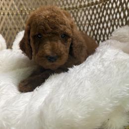 Rose - Red  female Goldendoodle puppy in Mississippi from Ewing Acres