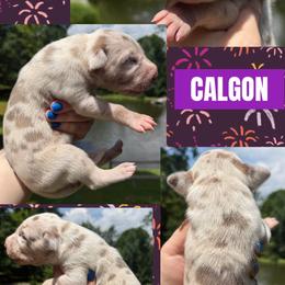 Calgon - Harlequin female Great Dane puppy in Wellsville, New York from Prophecy Danes