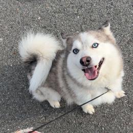 Kylo - Pomsky