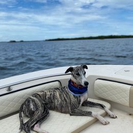 Jazzy - Whippet