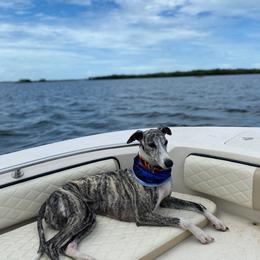 Jazzy - Whippet