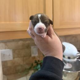 Ash - White and red male Pembroke Welsh Corgi puppy in Red Bluff, California from Wilder Ranch Corgis
