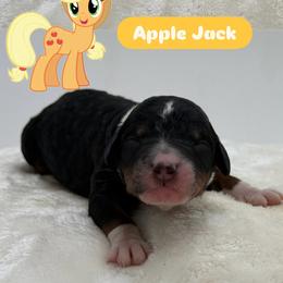 Apple Jack - Tri-color female Bernedoodle puppy in Clermont, Florida from Shadow Bernedoodles & Dog Training