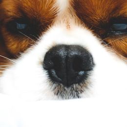 Cavalier King Charles Spaniels, Cavapoos, and Poodles from Golden Hour Cavapoos