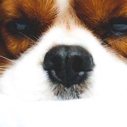Cavalier King Charles Spaniels, Cavapoos, and Poodles from Golden Hour Cavapoos
