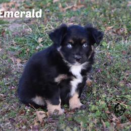 Emerald - Black tri female Miniature Australian Shepherd puppy in Garden Plain, Kansas from Krazy K Aussies