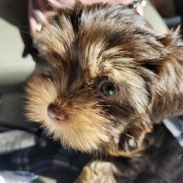 Girl 1 - Chocolate and tan female Yorkshire Terrier puppy in Tacoma, Washington from Anks Toys Yorkshire terriers