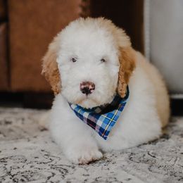 Bernedoodle, Goldendoodle, Poodle, and Sheepadoodle Puppies from Northwest Pups