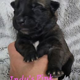 Indy's Pink - Mahogany female Belgian Malinois puppy in Berry, Alabama from North River k9