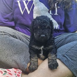 Shadow - Tri-color male Bernedoodle puppy in Candia, New Hampshire from Joyful Pastures Homestead