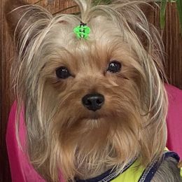 Chihuahua and Yorkshire Terrier All Grown Up from CoolMissLLC