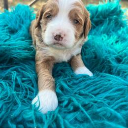 Green - Red  male Goldendoodle puppy in Richmond, Kentucky from The Doting Doodle