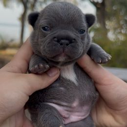 'Navy' - Blue Brindle Girl with a White Chest - Brindle female French Bulldog puppy in Gulf Breeze, Florida from SW Frenchies
