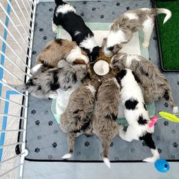 Aussiedoodle Puppies from Southwest Florida Doodles
