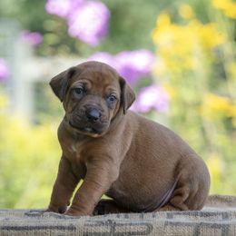 Aqua Boy - Rd whtn blk nose male Rhodesian Ridgeback puppy in Hillman, Minnesota from Rhoxwood Kennel