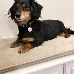 Lacy - Dachshund