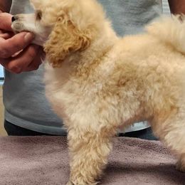 Triton - White Poodle puppy in Jurupa Valley, California from Silver Stars Toy Poodles