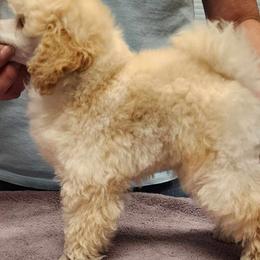 Triton - White Poodle puppy in Jurupa Valley, California from Silver Stars Toy Poodles