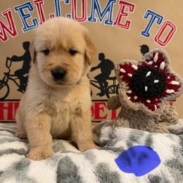 Steve - Golden male Golden Retriever puppy in Duncan, South Carolina from Glimmer Goldens