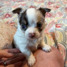 Stuart - White male Chihuahua puppy in Seneca, Missouri from Stephanie’s Puppy Colony
