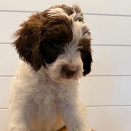 Blue Collar - Parti male Goldendoodle puppy in San Augustine, Texas from Vintage Doodles