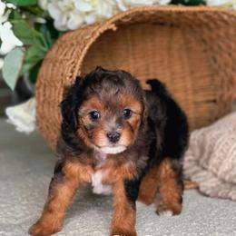 Winter - Merle female Bernedoodle puppy in West Jordan, Utah from Doodles Friend
