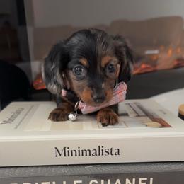 Mini - Dapple female Dachshund puppy in North Fort Myers, Florida from Trust Fund Devil Kennel