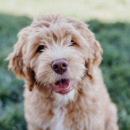Bernedoodles and Goldendoodles from Best Quality Doodles