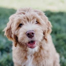 Bernedoodles and Goldendoodles from Best Quality Doodles