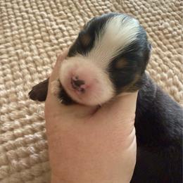 Girl2 - Black tri female Miniature American Shepherd puppy in Gatesville, Texas from Southern Promise Aussie’s