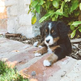Bernedoodle and Goldendoodle Puppies from Baileys Ranch