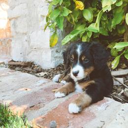 Bernedoodle and Goldendoodle Puppies from Baileys Ranch