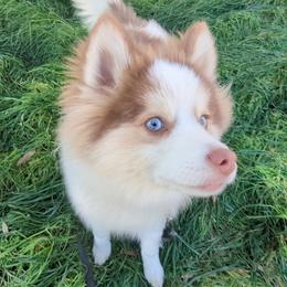 Pomsky Puppies from Tony Hwang